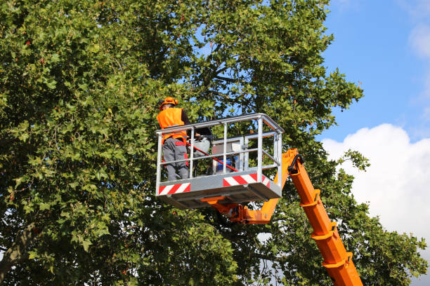 Tree Branch Trimming in Old Stine, CA